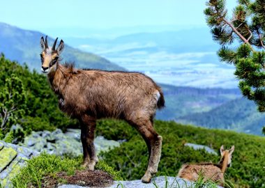 Découverte de la Faune