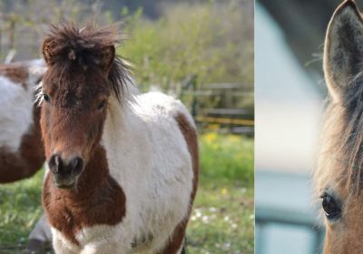 « Les 5 sens » – Atelier Poney Découverte pour les 4/8ans