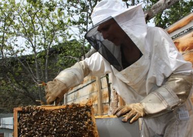 Visite du rucher d’Anne Mangin