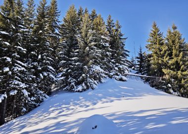 Randonnée accompagnée « Bain de forêt »