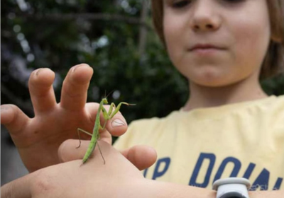 Safari des Petites Bêtes