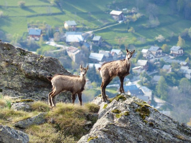 Faune et Flore