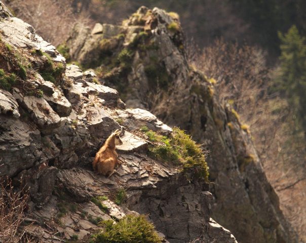 faune sauvage
