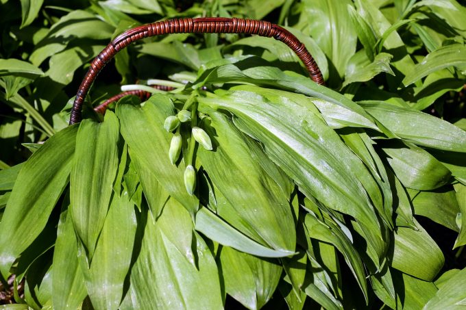 Les cueillettes de Maline