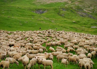 Sortie en alpage – Besse-en-Oisans