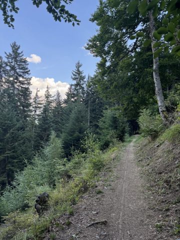 Dans la forêt de Piégut
