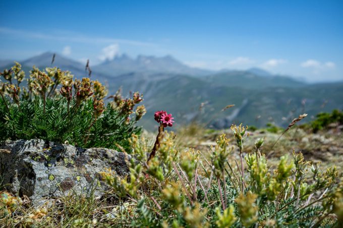 Joubarbe toile d&rsquo;araignée devant les aiguilles d&rsquo;Arves