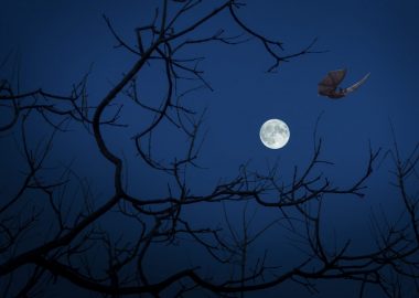 Soirée « A la découverte de la chauve-souris »
