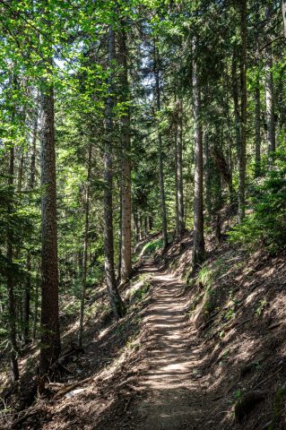 Sentier du bucheron