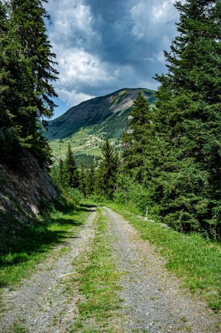 Sentier dans la forêt de Piégut